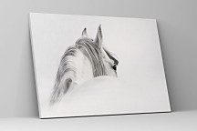 Obraz White horse zs1146